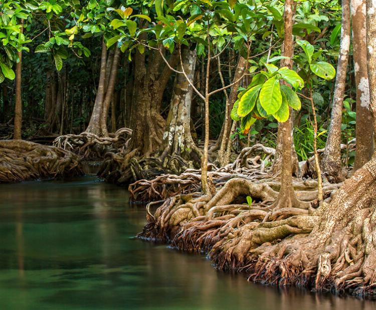 Sustainable mangrove conservation
